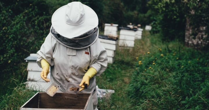 apiary-gf978d3735_1920
